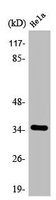SLC25A31 Antibody