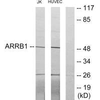 ARRB1 Antibody