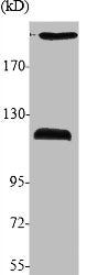 ANAPC1 Antibody