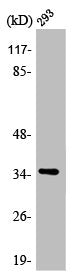 AQP4 Antibody
