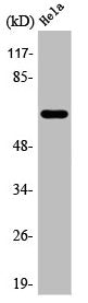 ARAF Antibody