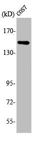 ARHGEF10 Antibody