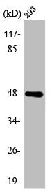 AURKA Antibody