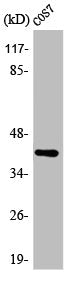 AURKB Antibody