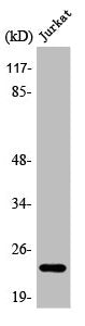 ASF1A Antibody