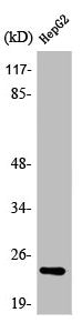 ATP5H Antibody