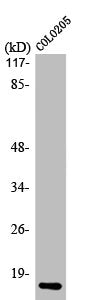 ATP5I Antibody