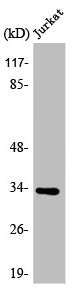 ATPAF2 Antibody