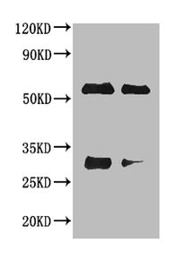 Rabbit anti-Horse IgG Antibody