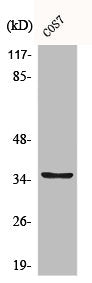 BST1 Antibody