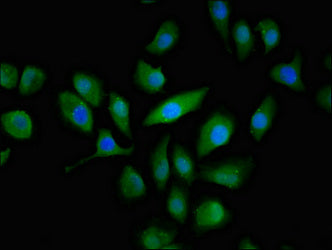 ABCC3 Antibody
