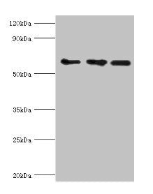 ABCE1 Antibody