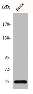 SERPING1 Antibody