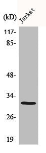 C1QBP Antibody