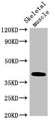 ABO Antibody