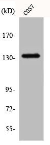 ABL1 Antibody