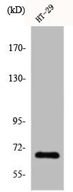 CABLES1 Antibody