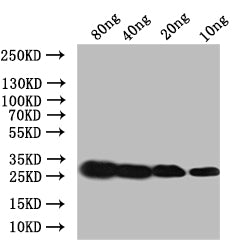 Ace Antibody