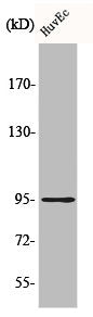 CDH26 Antibody