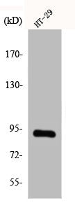 CAGE1 Antibody
