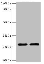 ACRV1 Antibody