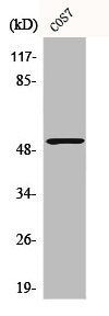 CALR Antibody