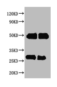 Rabbit anti-Human IgG Antibody