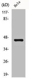 CSNK2A1 Antibody