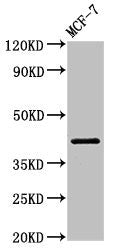 ACTR1A Antibody