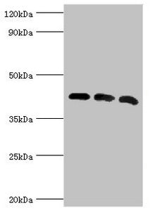 ACTR1A Antibody