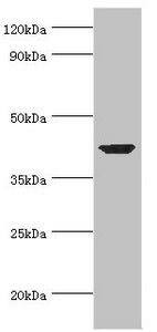 ACTR1A Antibody