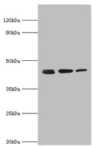 ACTR2 Antibody