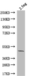 ARP5 Antibody