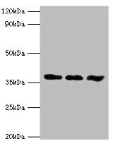 ACVR1 Antibody