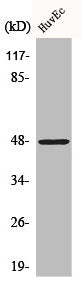 CTSE Antibody