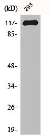 CBL Antibody