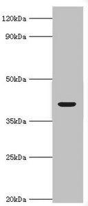 ADH4 Antibody