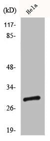 LGALS3 Antibody