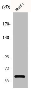 CCDC102B Antibody
