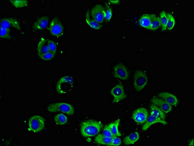 ADRA2A Antibody
