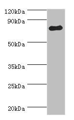 GRK2 Antibody