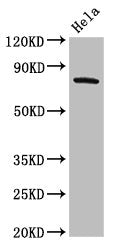GRK3 Antibody