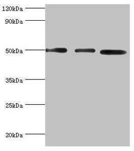 ADSS Antibody
