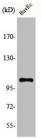 AGBL2 Antibody