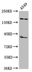 AFF2 Antibody