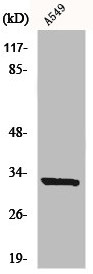 MS4A1 Antibody
