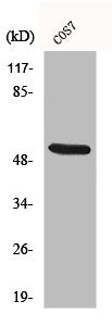 CD2BP2 Antibody