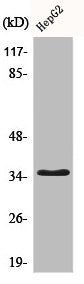 CD34 Antibody