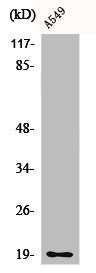 CD3D Antibody