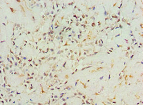 AGR2 Antibody